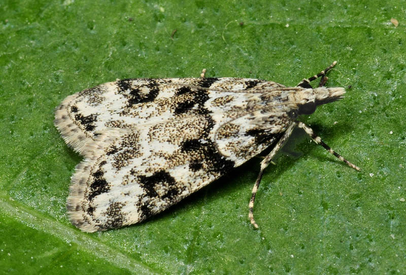 Eudonia delunella - Crambidae